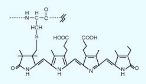 Structure of phycocyanin
