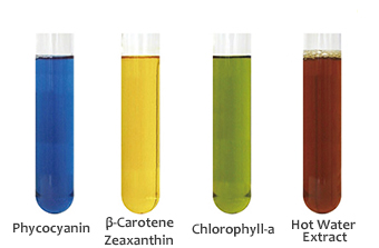 The colorful pigments found in Spirulina