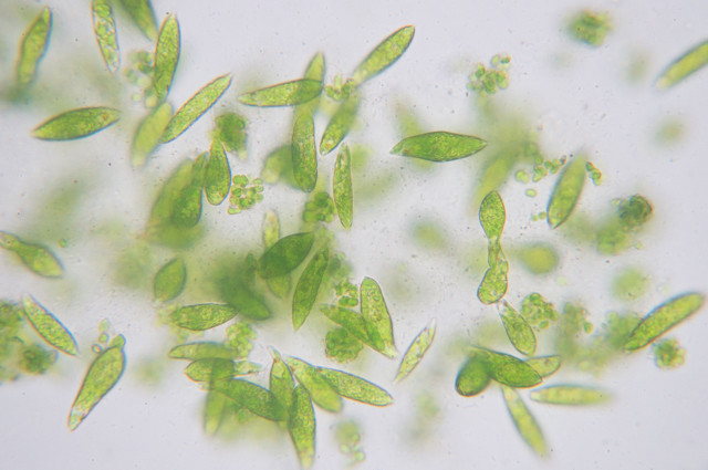 Euglena gracilis