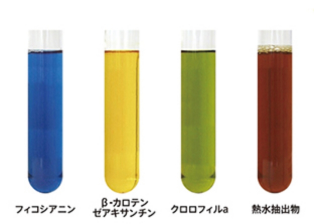 The colorful pigments found in Spirulina