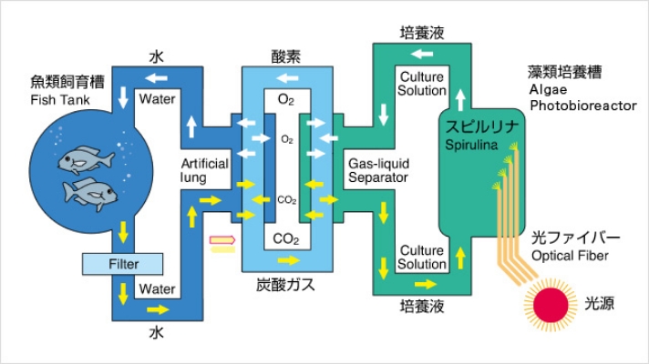 Closed-loop life support system