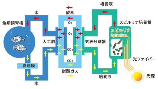 スピルリナ培養槽　図説