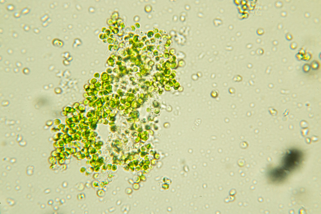 Chlorella