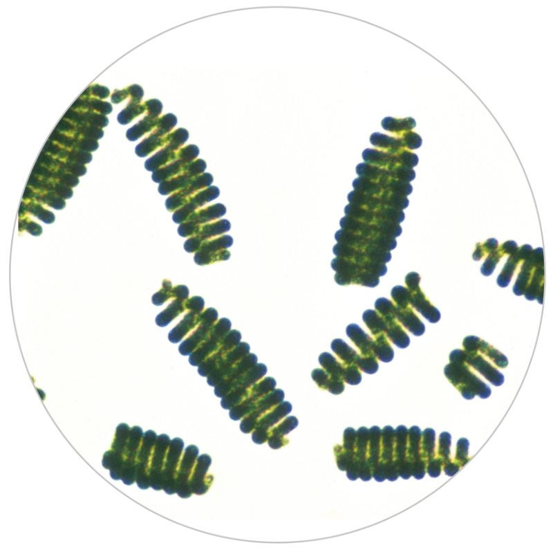 世界で最も多く生産されている「藻類」スピルリナ